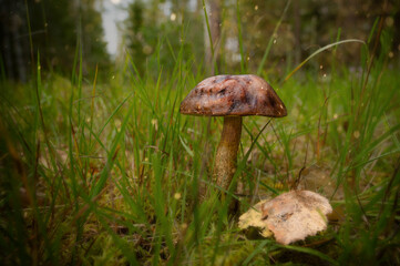 mushroom in the forest