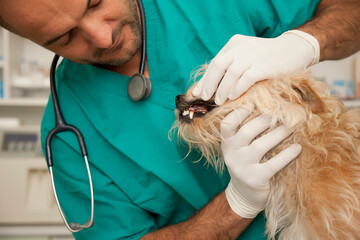 Close up of vet  inspecting dog teeth
