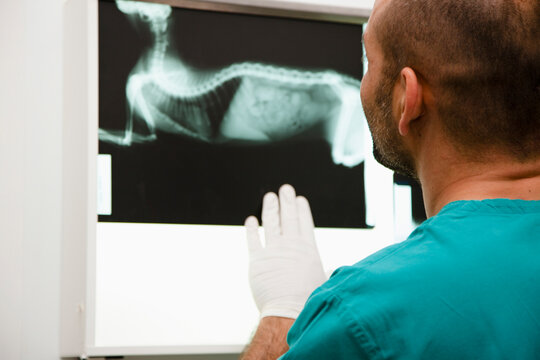 Back view of a vet looking at x-ray
