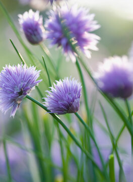 Close up of Chives in blossom
