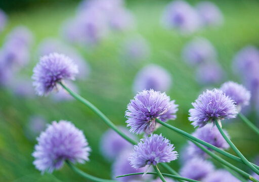 Close up of Chives in blossom
