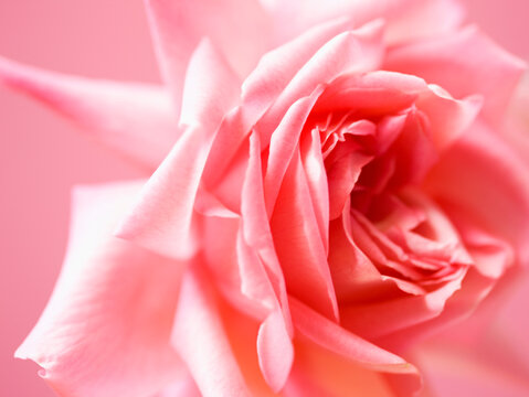 Close up of a pink rose
