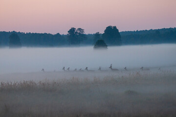 Misty Deer Landscape