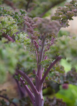 Close up of Purple kale and stalks
