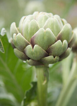 Close up of Green globe artichoke
