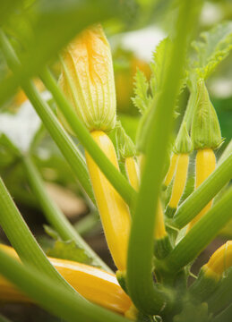 Baby yellow zucchini and stalks
