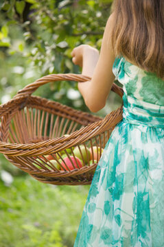 Back view of a Teenaged girl in an apple orchard holding a wicker trug filled with apples
