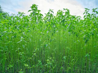 Tall jute plants in a field in Assam, India. Known as the golden fiber, jute is a versatile, eco-friendly material used in textiles and various products, showcasing India's rich agricultural heritage.