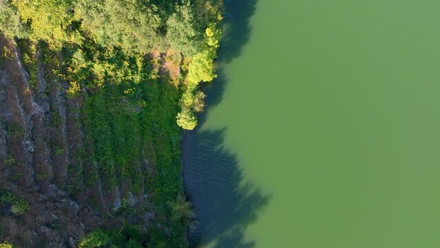 Top View Forest And Terraced Vineyards In Minho River Near Belesar, Lugo, Galicia, Spain. Aerial Shot