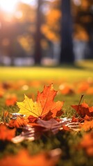 Close-up photo of autumn maple leaves on the lawn.