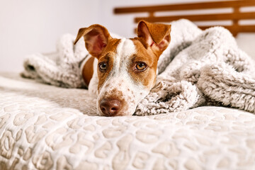 Portrait of cute jack russell terrier puppy playing on owner's bed in bedroom. Funny small white and brown dog having fun at home.