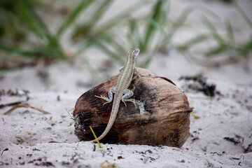 Eine längs gestreifte Eidechse am Strand auf Kuba.
