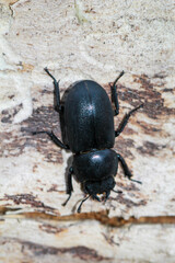 Ein Balkenschröter, Dorcus parallelipipedus auf einem Stück Holz.
