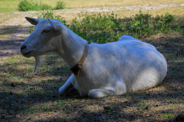Portrait einer Ziege mit Halsband.