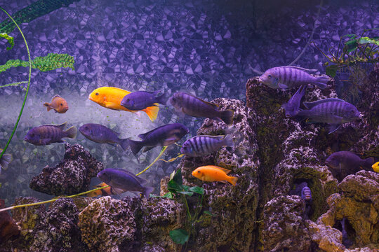 underwater photography of fish Maylandia estherae and Protomelas fenestratus