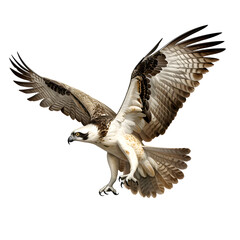 Obraz premium eagle flying isolated on transparent background