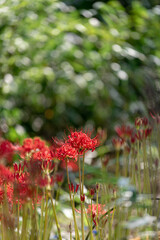秋に咲く赤い花、彼岸花の花畑