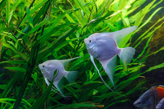 underwater photography of barbus tetrazona fish
