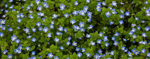 Summer background with blue flowers veronica chamaedrys. Blue flower bloom on green grass, spring background - Powered by Adobe