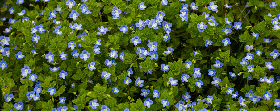 Summer background with blue flowers veronica chamaedrys. Blue flower bloom on green grass, spring background