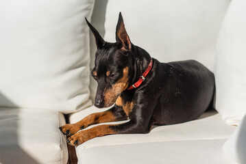 A miniature pinscher dog lies in the sun on white pillows and squints. Cute zwergpinscher squints, wants to sleep.