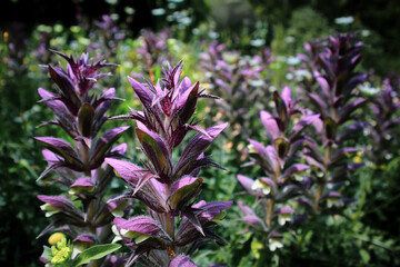 Obraz premium Spikey bundle of pyramid bugles 2 