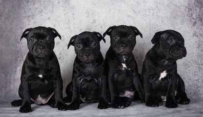 Black American Staffordshire Bull Terrier dogs puppies on gray background