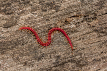 Soil Centipede - Strigamia bidens