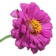 Naklejka premium Pink zinnia