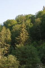 Fototapeta na wymiar Beautiful pine trees on background high mountains. Carpathians