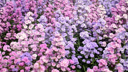 A field of purple wildflowers is a sight to behold, with its vibrant colors and delicate blooms. Flowers sway gently in breeze, and their sweet fragrance fills the air. Relax and enjoy peace of nature