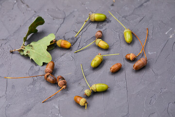 autumn acorns on the dark background