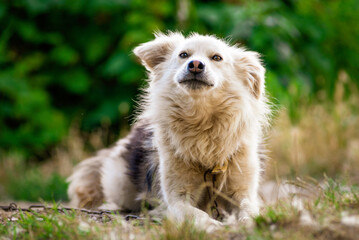 maremma sheepdog Australian  mountain portrait kokoni Aidi domestic atlas mountain dog white fur fluffy cute shepherd Closeup portrait enjoying outdoors beautiful day green  tongue out domestic bound 