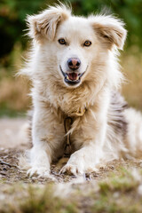 maremma sheepdog Australian  mountain portrait kokoni Aidi domestic atlas mountain dog white fur fluffy cute shepherd Closeup portrait enjoying outdoors beautiful day green  tongue out domestic bound 