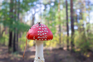 Red mushroom fly agaric in the forest. Selective focus