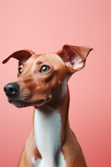 One dog portrait on coloured background.