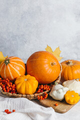 Autumn composition for Thanksgiving Day, still life background. Pumpkin harvest in basket, vegetables, patissons, autumn leaves, red berries on white kitchen table. Fall decoration design.