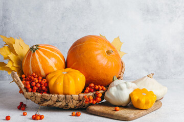 Autumn composition for Thanksgiving Day, still life background with empty copy space. Pumpkin harvest in basket, vegetables, patissons, autumn leaves, red berries on white table kitchen. Fall design.