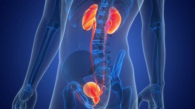 Human Urinary System Kidneys with Bladder Anatomy Animation Concept