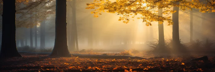 Deurstickers Beautiful autumn forest scene . Colorful morning view on foggy forest under sunriselight. Beauty of nature concept background. © Andrii IURLOV