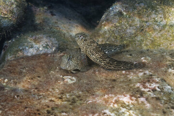 Rusty blenny or Black Sea blenny (Parablennius sanguinolentus)