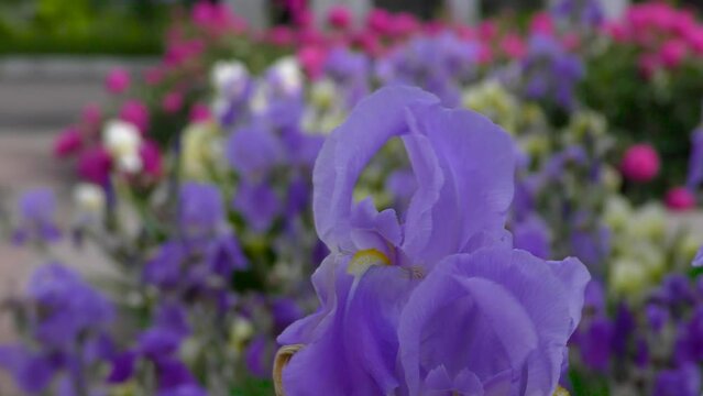 Iris flowers close up on the flower bed against the background of other bright flowers. City landscape. Cars and pedestrians 