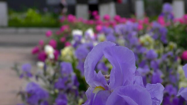 Iris flowers close up on the flower bed against the background of other bright flowers. City landscape. Cars and pedestrians 
