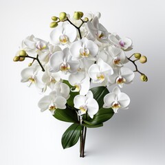 Fototapeta premium Full View Restrepiella Orchid On A Completely , Isolated On White Background, For Design And Printing