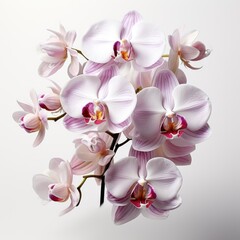 Full View Rodriguezia Orchid On A Completely , Isolated On White Background, For Design And Printing