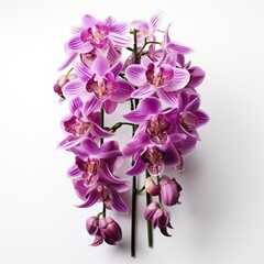 Full View Thrixspermum Orchid On A Completely , Isolated On White Background, For Design And Printing