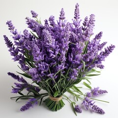 Full Viewlavender Lavandula Spp. , Isolated On White Background, For Design And Printing