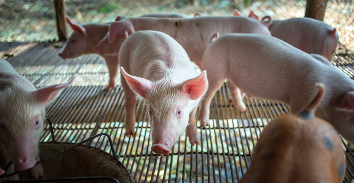 Portrait of a cute small piglet on the farm. group of mammals waiting for feed. swine in the stall.