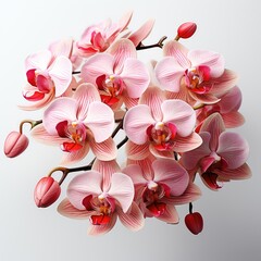 Full Vieworchid Orchidaceae Spp. , Isolated On White Background, For Design And Printing - obrazy, fototapety, plakaty