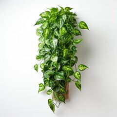 Full Viewpothos Epipremnum Aureum , Isolated On White Background, For Design And Printing